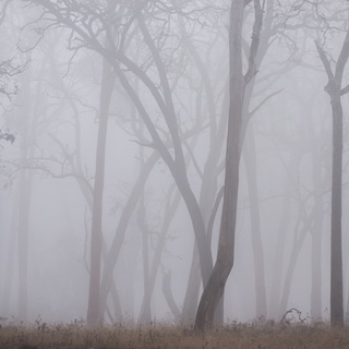 Kabini - Mist